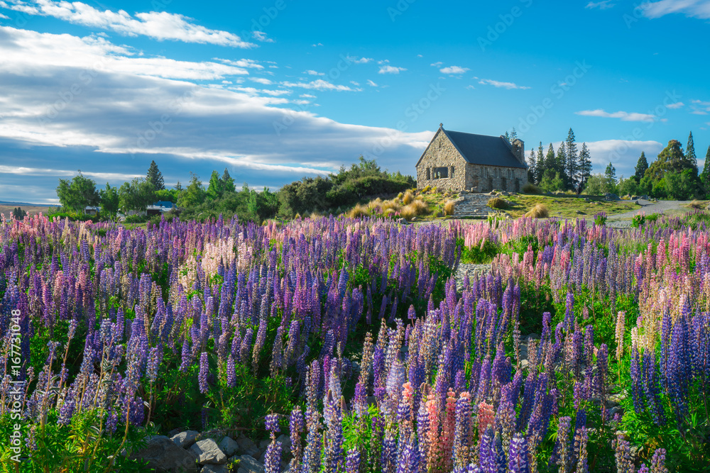 Church of the Good Shepherd and Lupine Field, Lake Tekapo