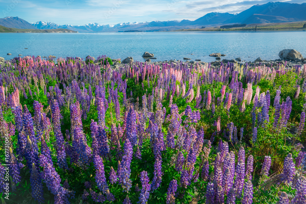 新西兰Tekapo Lupin湖景观