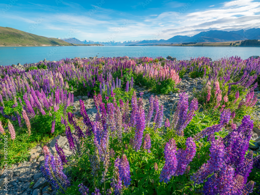 Landscape at Lake Tekapo Lupin Field in New Zealand