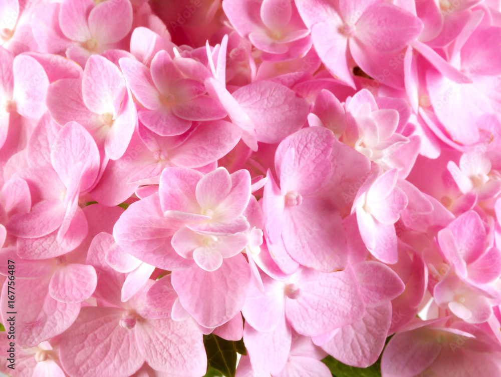 sweet  hydrangea flowers on a white background