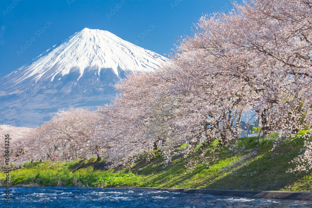 美丽的富士山和樱花在日本春天的季节