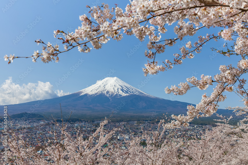 樱花树和富士山在春天的季节