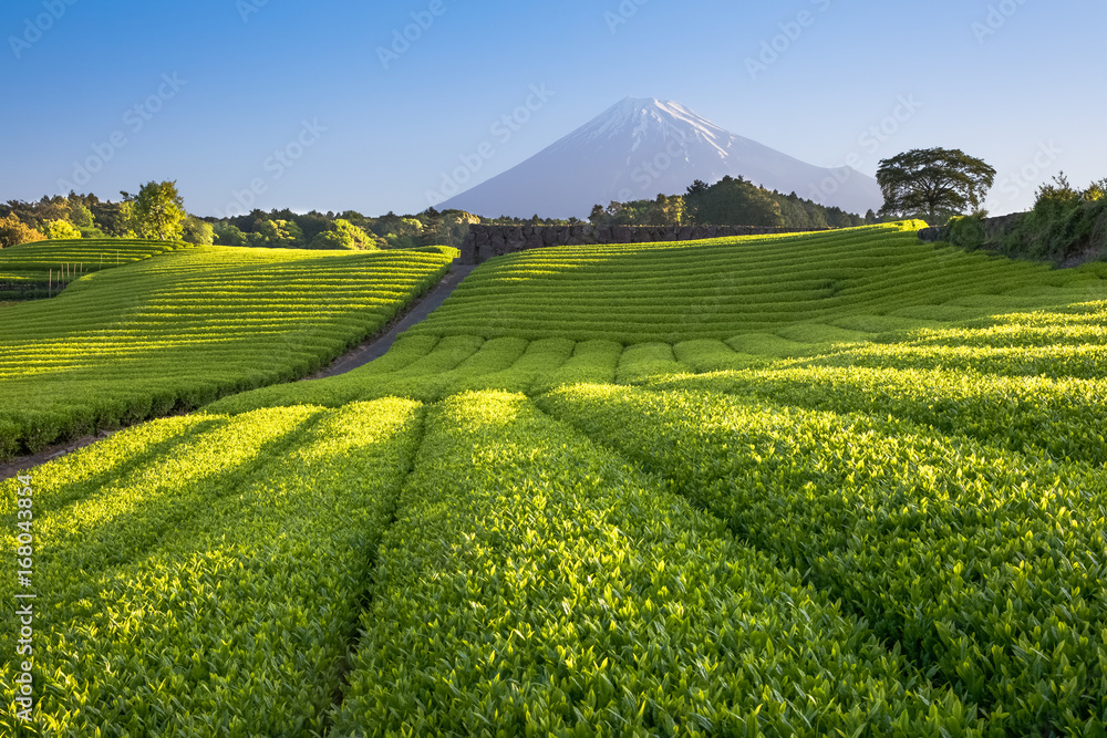 静冈县春天的茶园和富士山