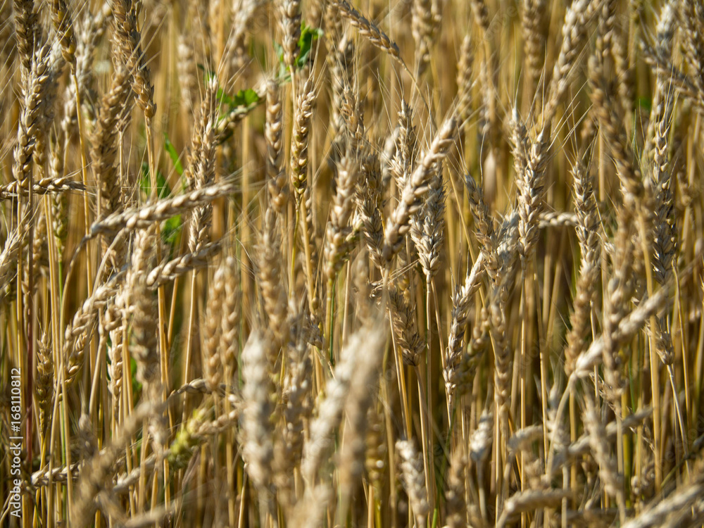 Gold wheat field and blue sky