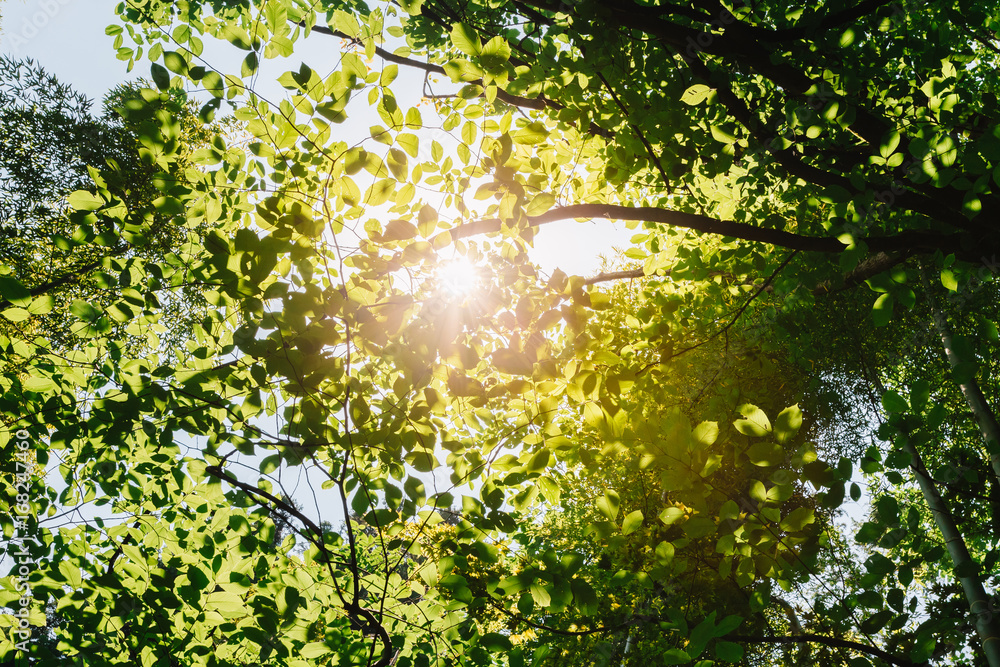 Spring Sun Shining Through Canopy Of Tall Trees. Sunlight In Tropical Forest,