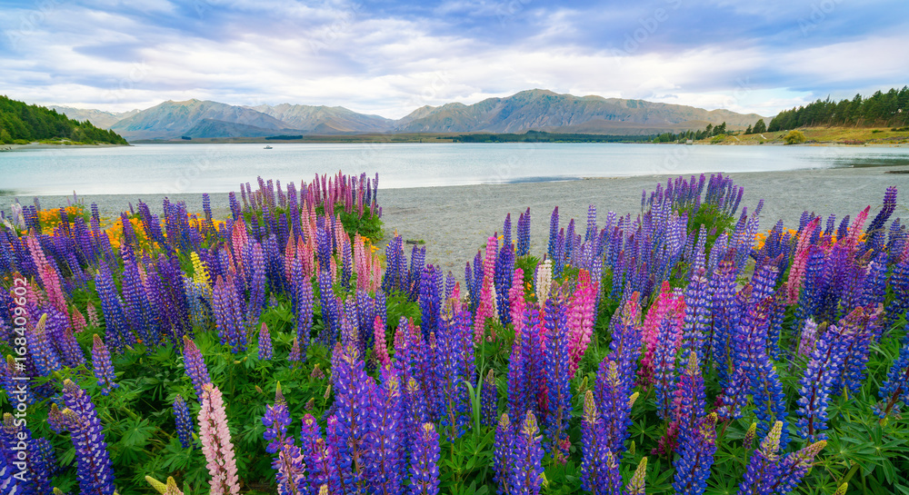 新西兰Tekapo Lupin湖景观