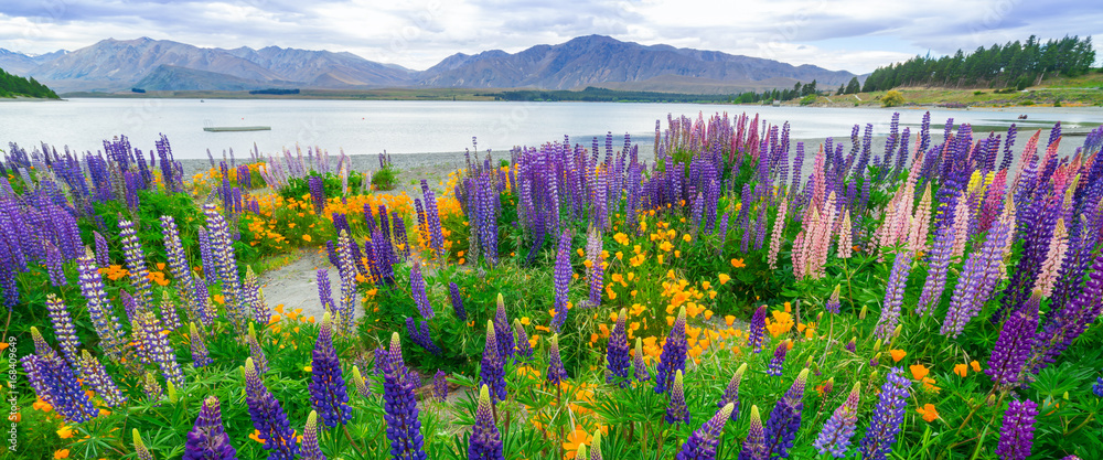 新西兰Tekapo Lupin湖景观