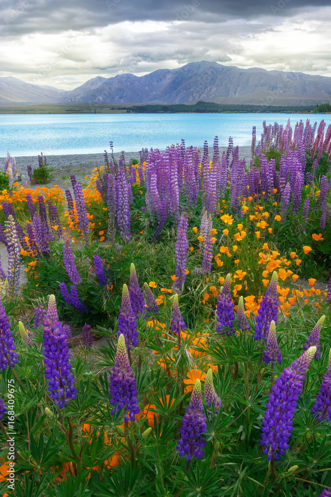 新西兰Tekapo Lupin湖景观