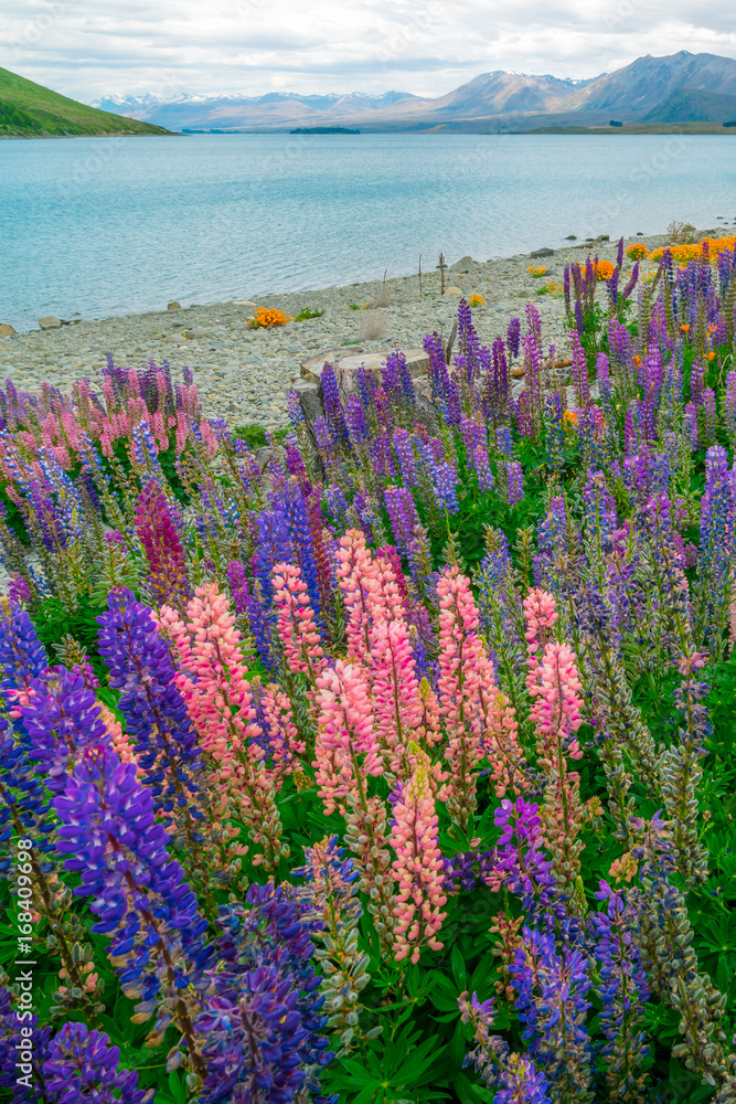 新西兰Tekapo Lupin湖景观