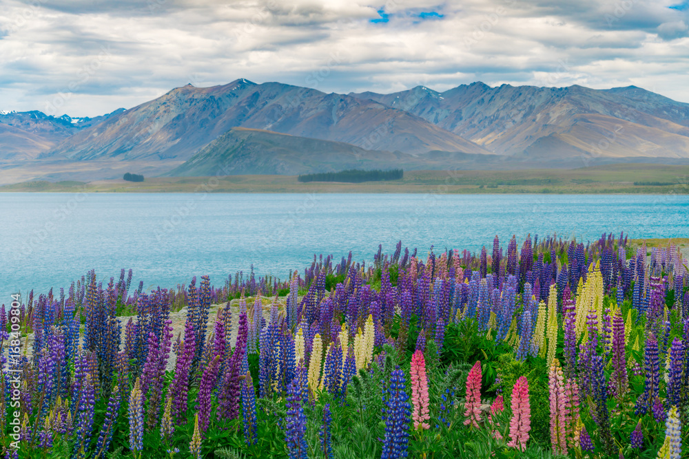 新西兰Tekapo Lupin湖景观