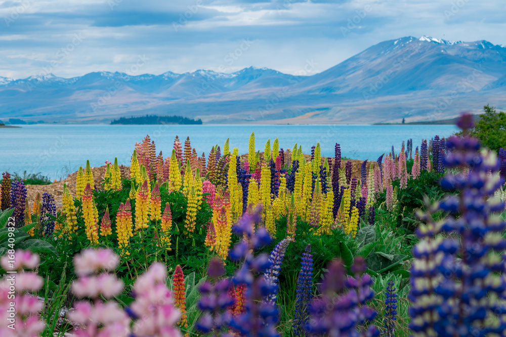 Landscape at Lake Tekapo Lupin Field in New Zealand