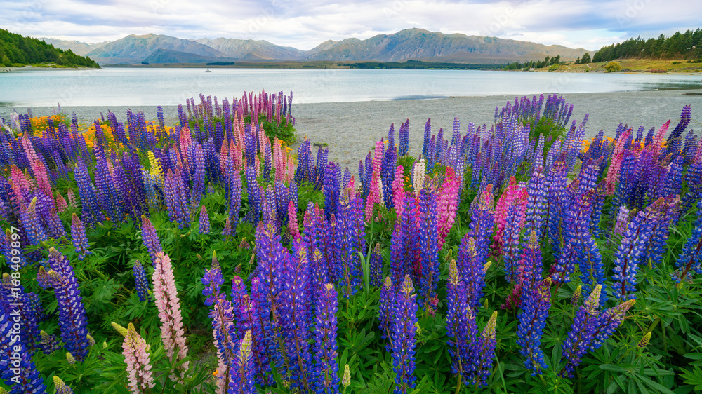 新西兰Tekapo Lupin湖景观