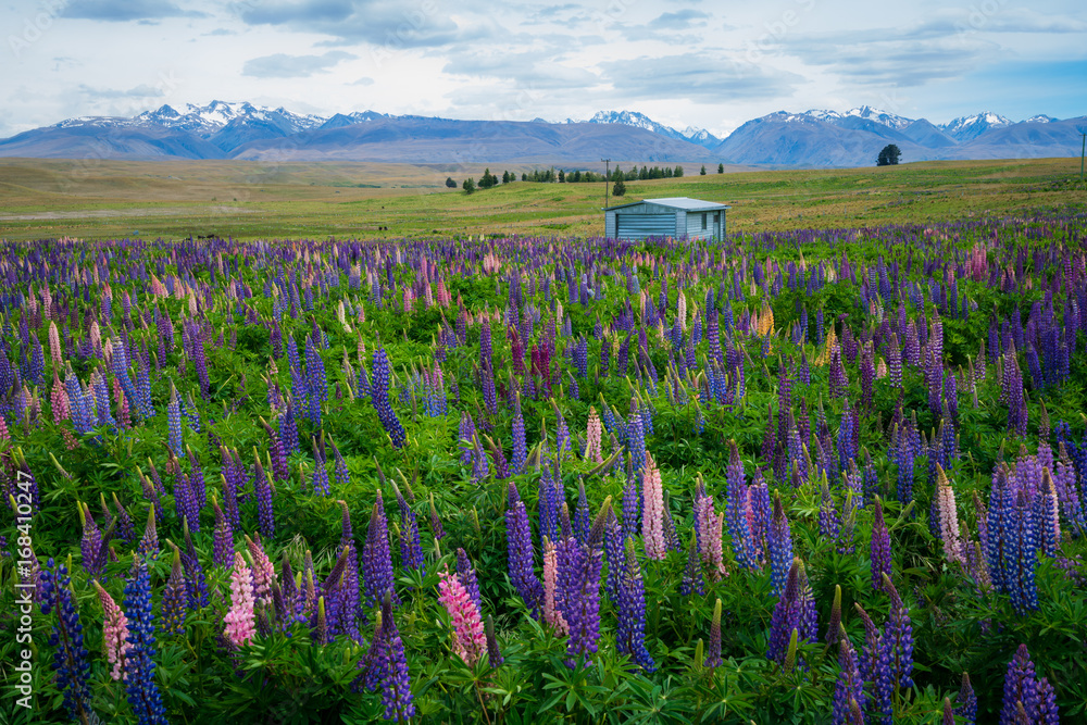 新西兰Tekapo Lupin湖景观