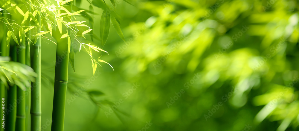 Bamboo forest