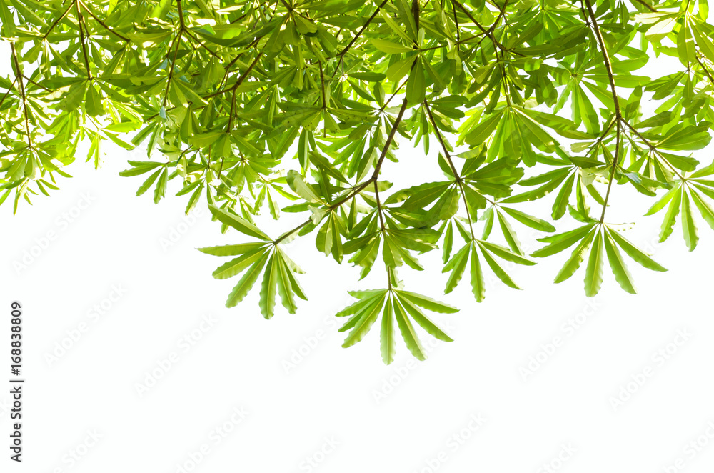 green leaves isolate on white background