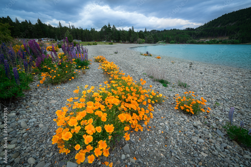 新西兰Tekapo Lupin湖景观