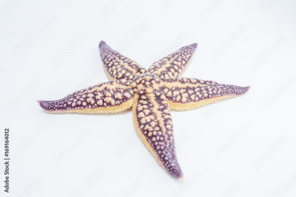 Starfish Conch