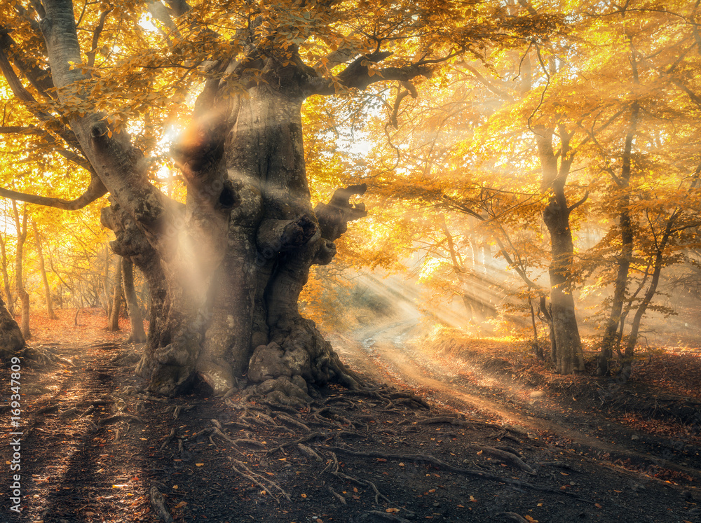 Magical autumn forest with sun rays in the evening. Trees in fog. Colorful landscape with foggy fore