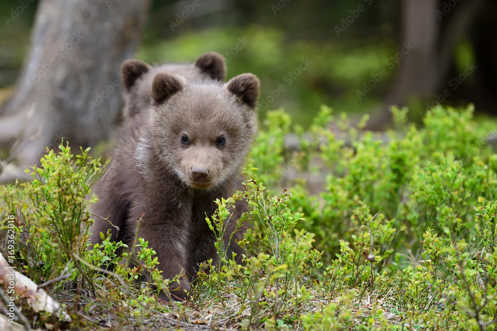 Brown bear cub