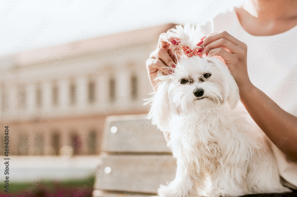 Portrait of nice young maltese dog