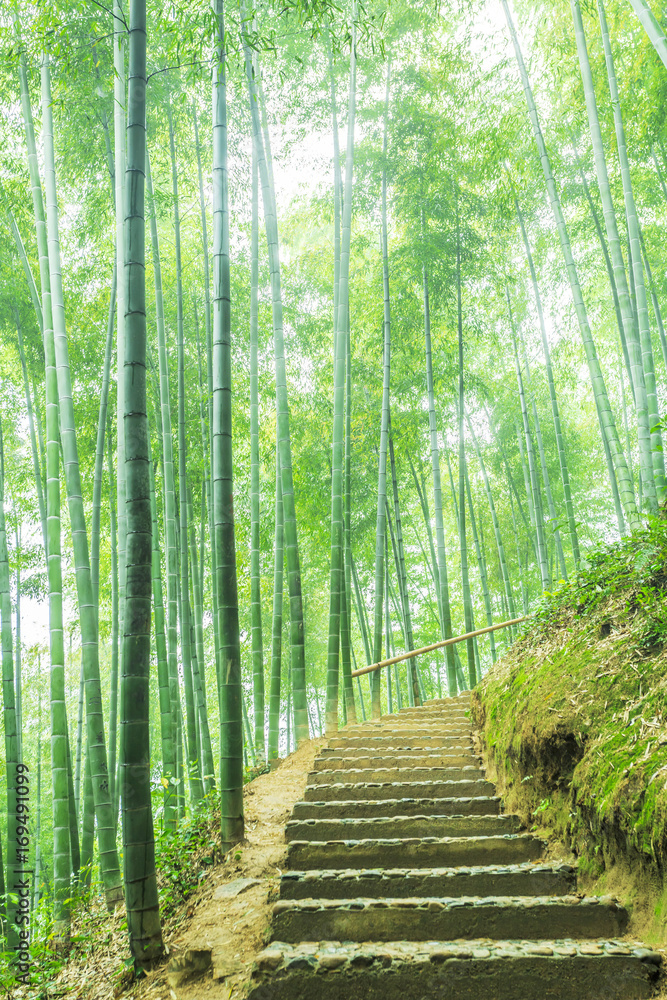 bamboo forest