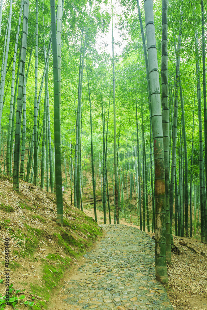 bamboo forest