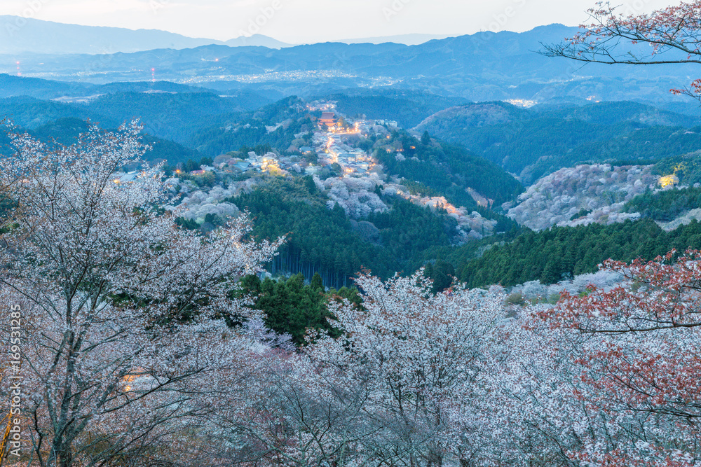 吉野山樱花点亮。日本最著名的奈良县吉野山