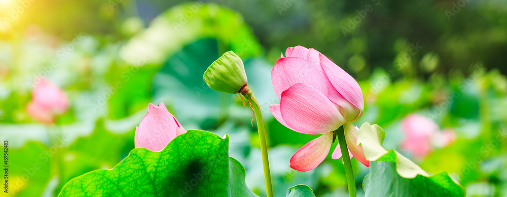 美丽的荷花在池塘自然景观中绽放