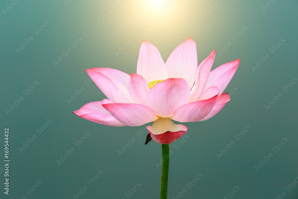 Beautiful lotus blooming in the pond natural landscape