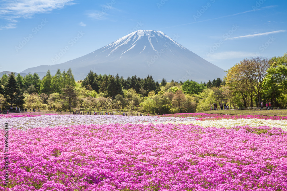 Mountain Fuji and pink moss field in spring season..