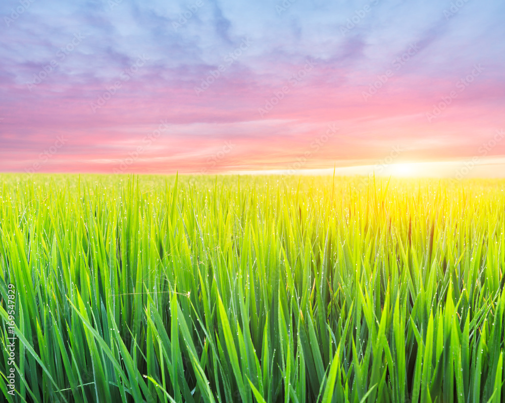 Green rice field natural landscape at sunset