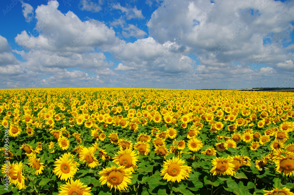 field of blooming sunflowers