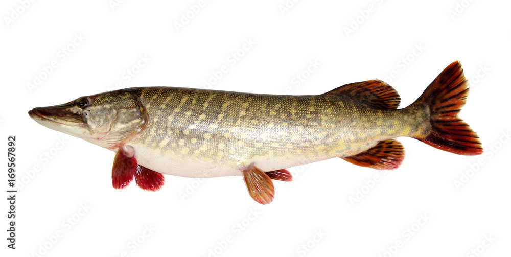  Pike isolated on white