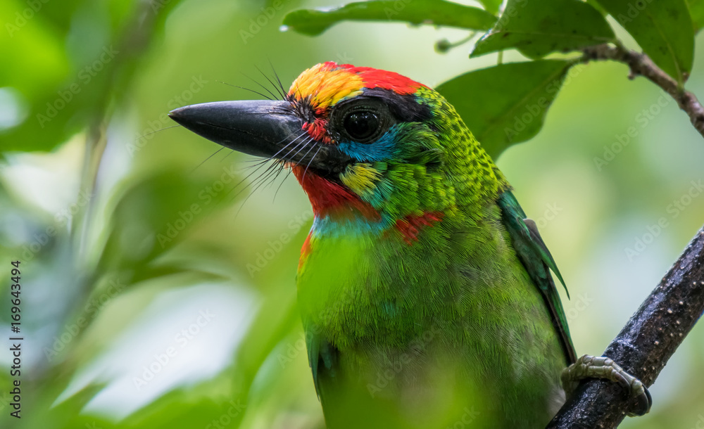 Red-throated Barbet, closeup.