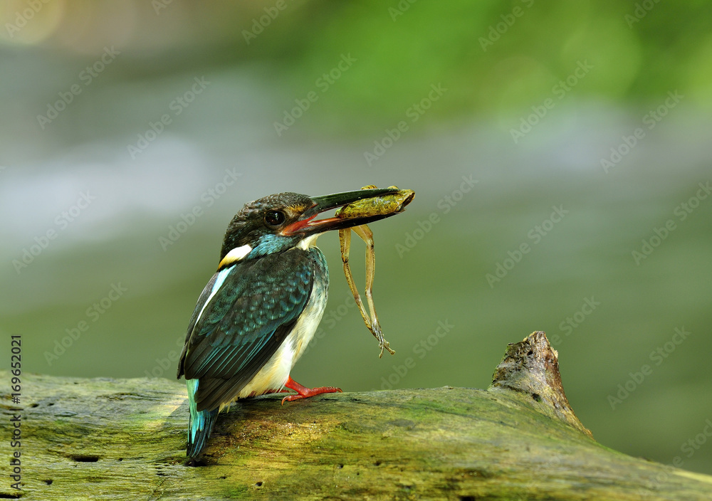 蓝带翠鸟（Alcedo euryzona）可爱的小蓝鸟嘴里叼着新鲜的青蛙