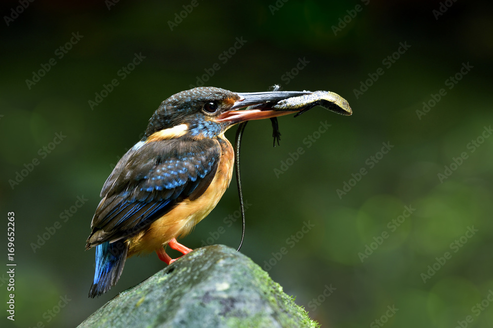 蓝带翠鸟（Alcedo euryzona）的雌性带着长尾丽兹栖息在溪流中的岩石上