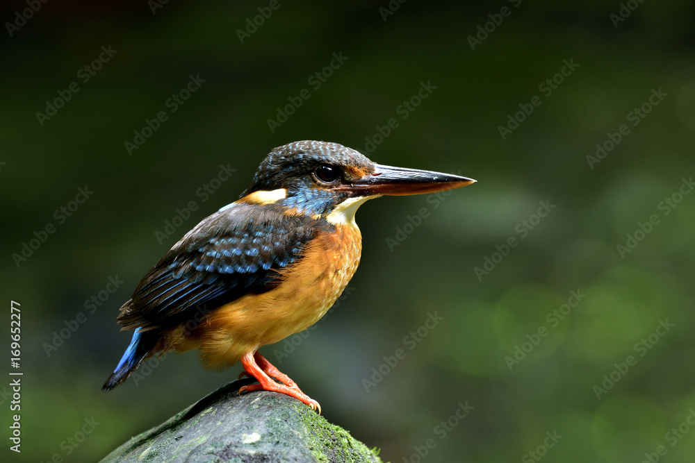 蓝带翠鸟（Alcedo euryzona）的雌性栖息在巢穴前溪流中的岩石上