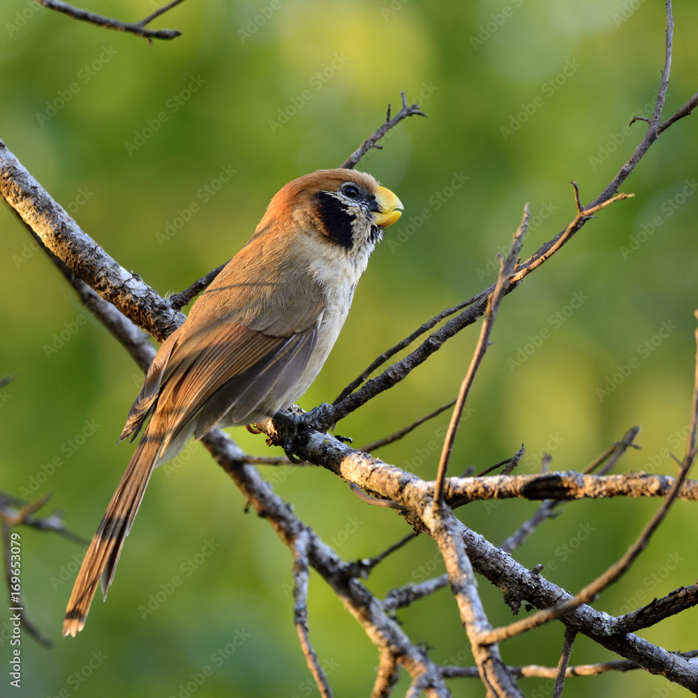 斑胸鹦鹉（Paradogornis guttaticollis）栖息在烂摊子树胸罩上的美丽棕色鸟类