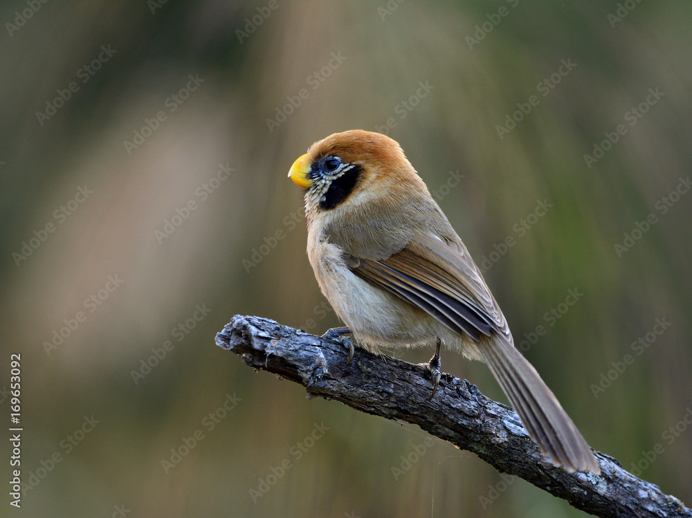 斑胸鹦鹉（Paradogornis guttaticollis）美丽的棕色鸟，有黑色的脸颊和斑点