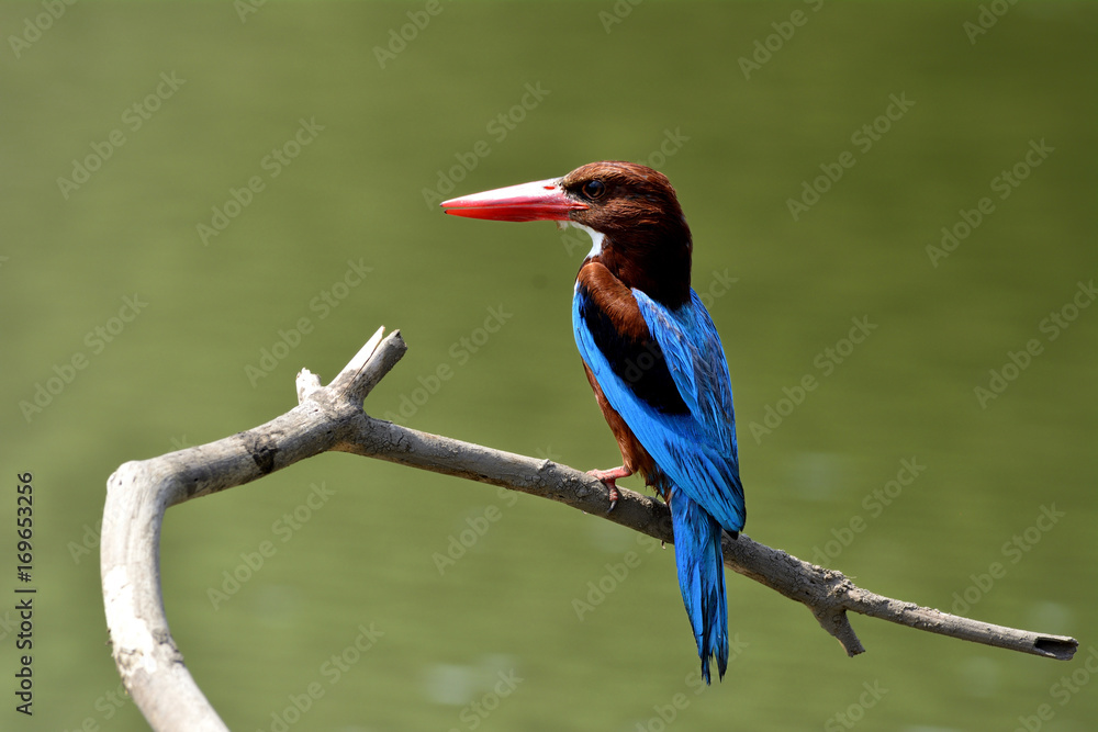 White-throated (Halcyon smyrnensis) white-breasted, tree or Smyrna kingfisher fishing in stream with