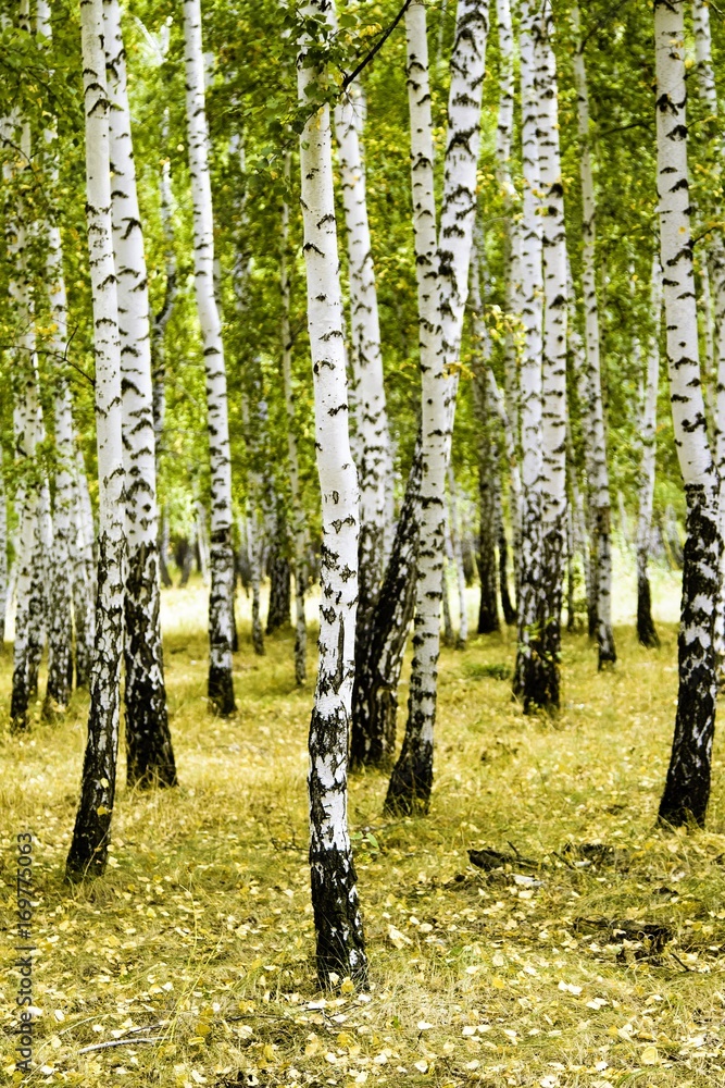 birch forest summer landscape