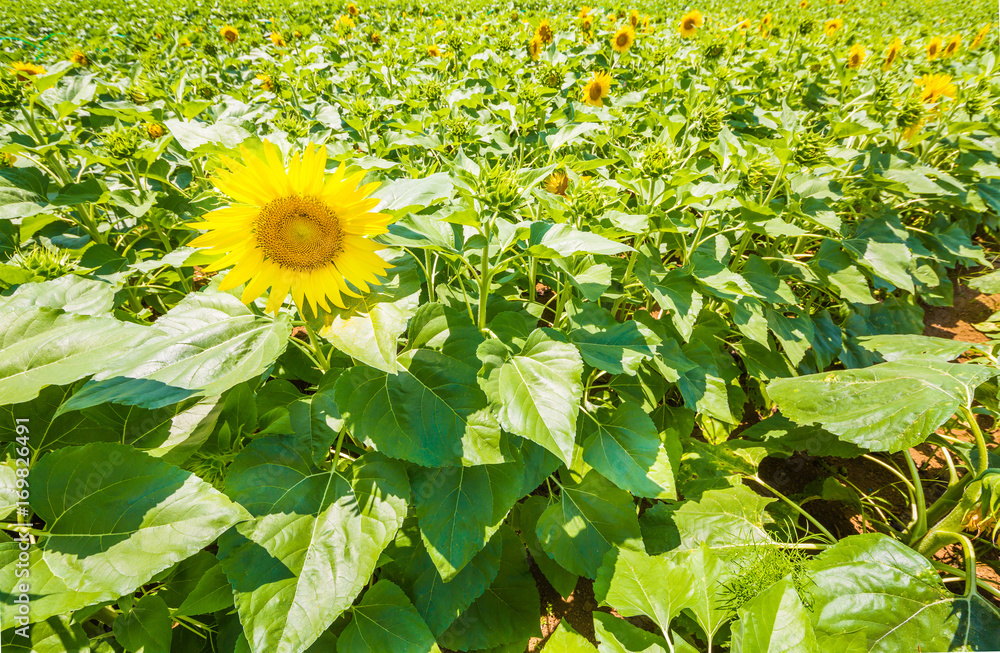 ひまわりの花