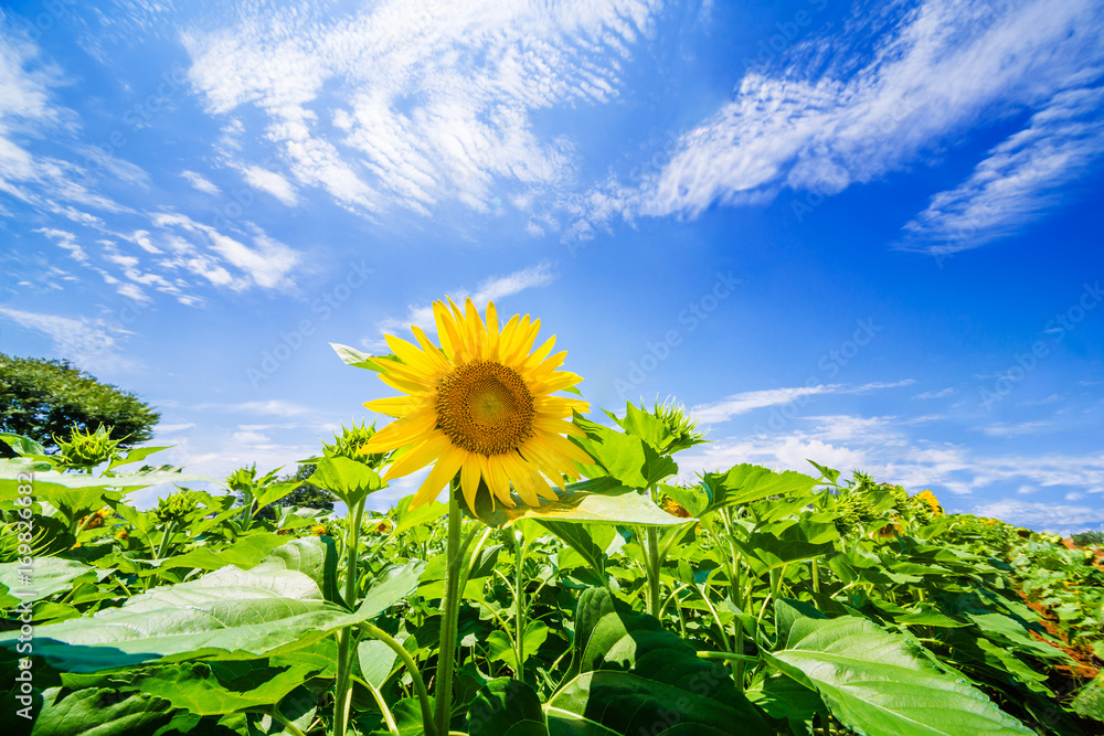 ひまわりの花