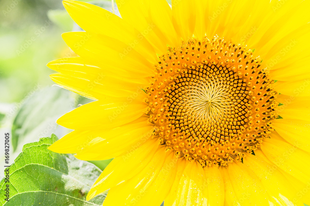 ひまわりの花