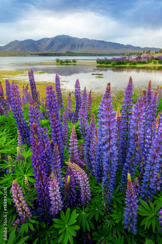 Lake Tekapo Lupin现场焦点混合