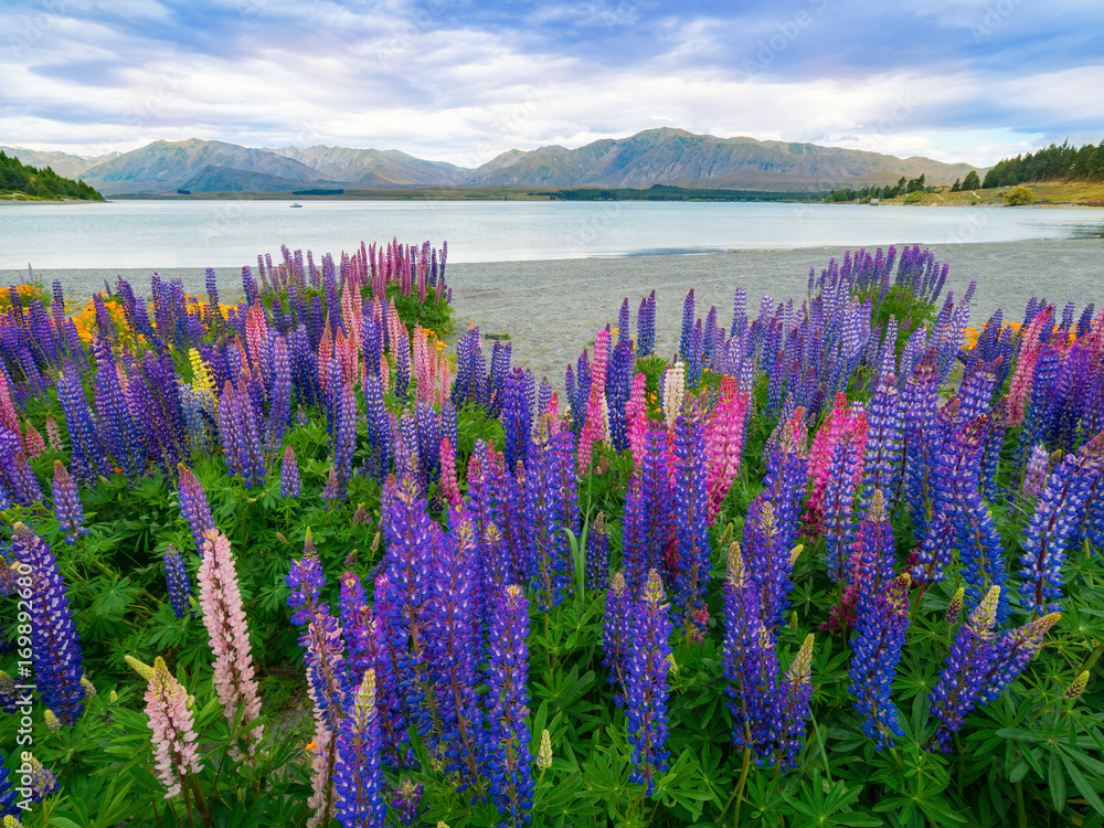 新西兰Tekapo Lupin湖景观