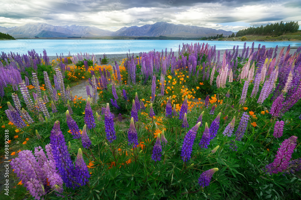 新西兰Tekapo Lupin湖景观