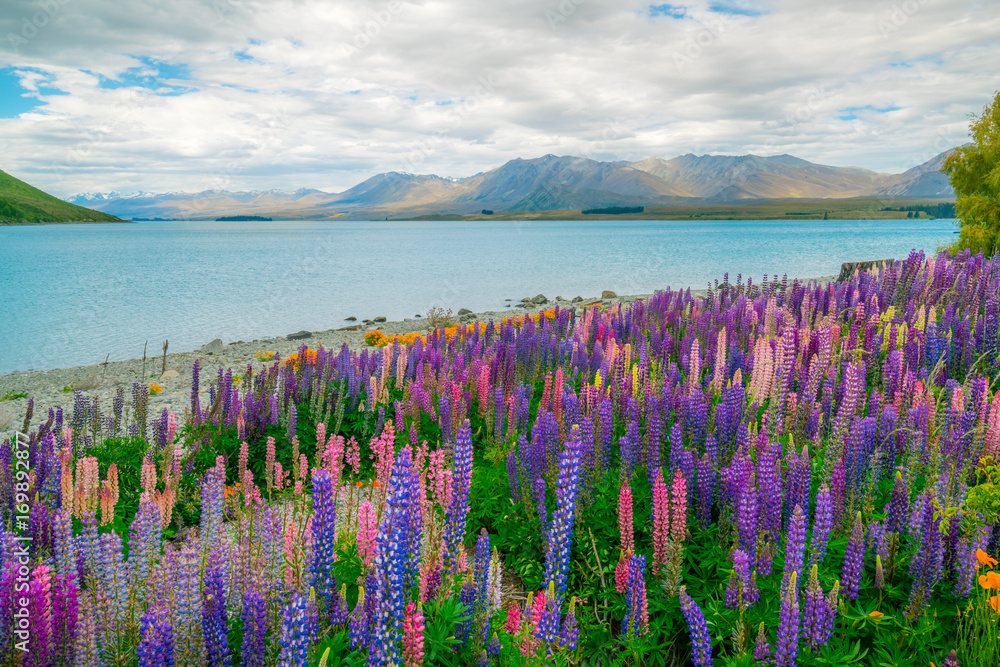 新西兰Tekapo Lupin湖景观