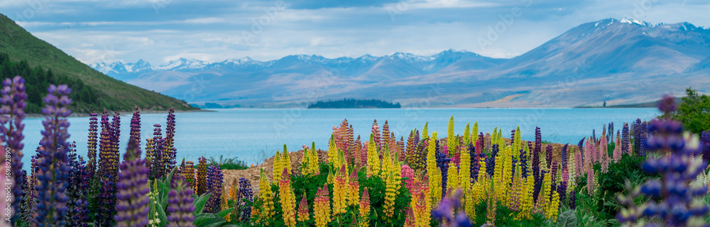 新西兰Tekapo Lupin湖景观