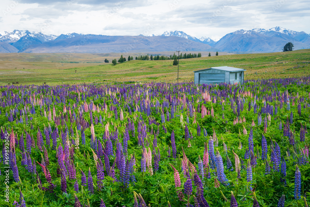 新西兰Tekapo Lupin湖景观